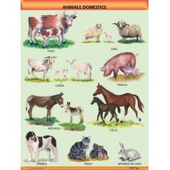 A1 „Animale domestice", A1, offset de 160 g/mp