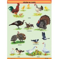 A1 „Pasari de curte", offset de 160 g/mp