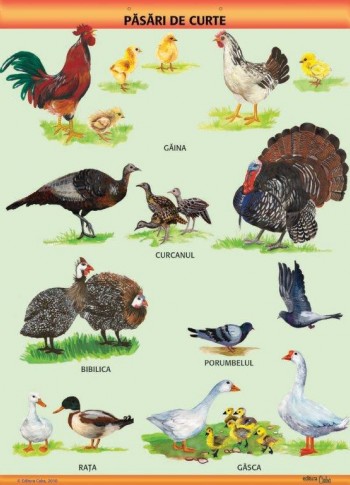 A1 „Pasari de curte", offset de 160 g/mp