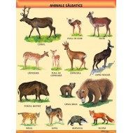 A1 „Animale salbatice", A1, offset de 160 g/mp