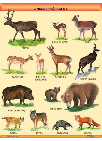 A1 „Animale salbatice", A1, carton de 200 g/mp