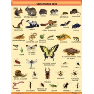 A1 „Vietuitoare mici", offset de 160 g/mp