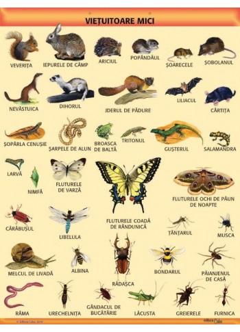 A1 „Vietuitoare mici", offset de 160 g/mp