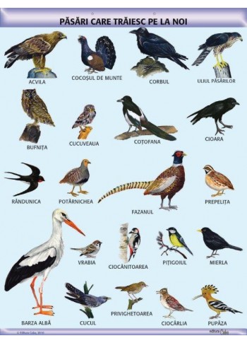 A1 „Pasari care traiesc pe la noi", offset de 160 g/mp