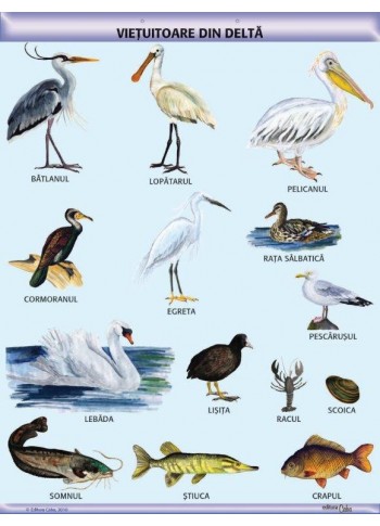 A1 „Vietuitoare din Delta", offset de 160 g/mp