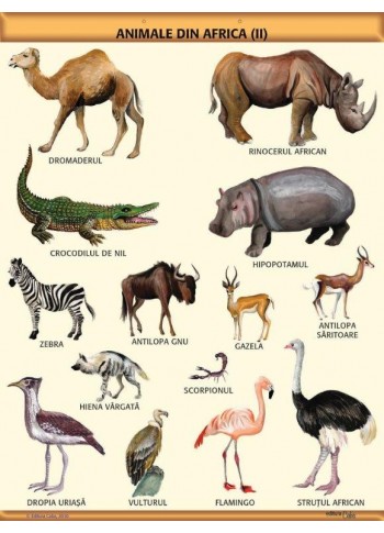 A1 „Animale din Africa (II)", offset de 160 g/mp