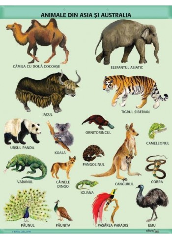 A1 „Animale din Asia si Australia",  A1, offset de 160 g/mp