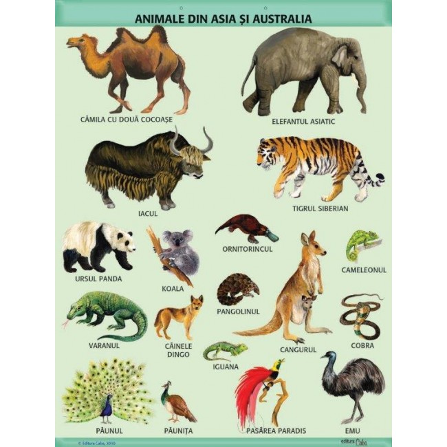 A1 „Animale din Asia si Australia",  A1, offset de 160 g/mp (cu 2 benzi folie magnetica pe verso)