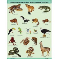 A1 „Animale din America de Nord si America de Sud", A1, offset de 160 g/mp