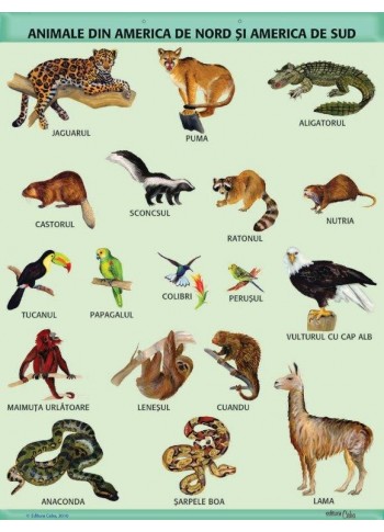 A1 „Animale din America de Nord si America de Sud", A1, offset de 160 g/mp