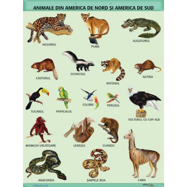 A1 „Animale din America de Nord si America de Sud", A1, offset de 160 g/mp (cu 2 benzi folie magnetica pe verso)
