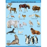 A1 „Animale de la Polul Nord si Polul Sud", offset de 160 g/mp