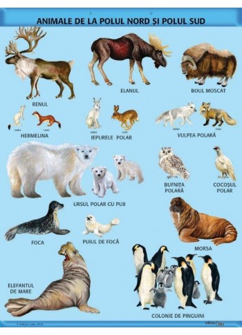 A1 „Animale de la Polul Nord si Polul Sud", offset de 160 g/mp