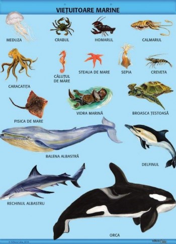 A1 „Vietuitoare marine", offset de 160 g/mp 