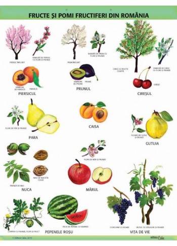 A1 „Fructe si pomi fructiferi din Romania", offset de 160 g/mp A1 „Fructe si pomi fructiferi din Romania", offset de 160 g/mp