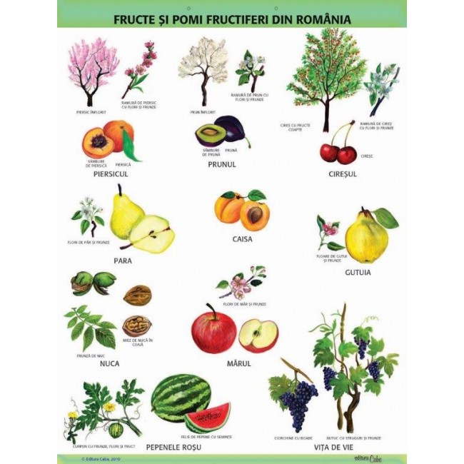A1 „Fructe si pomi fructiferi din Romania", offset de 160 g/mp (cu 2 benzi folie magnetica pe verso)