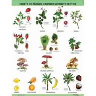 A1 „Fructe de padure, ciuperci si fructe exotice", offset de 160 g/mp