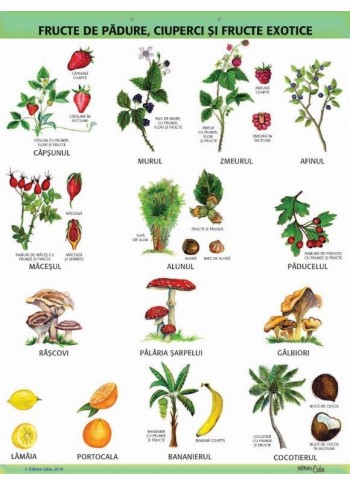 A1 „Fructe de padure, ciuperci si fructe exotice", offset de 160 g/mp