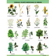 A1 „Cereale, plante medicinale si arbori", offset de 160 g/mp