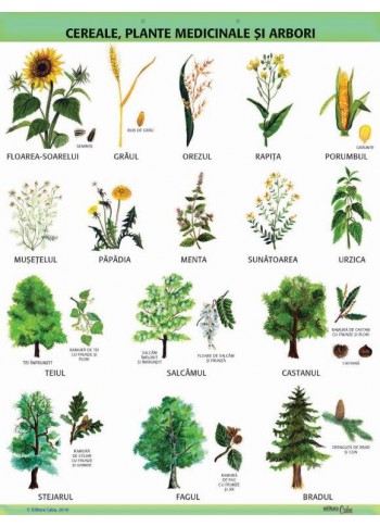 A1 „Cereale, plante medicinale si arbori", offset de 160 g/mp A1 „Cereale, plante medicinale si arbori", offset de 160 g/mp